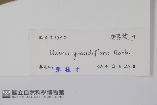 山椒子藏品圖，第2張