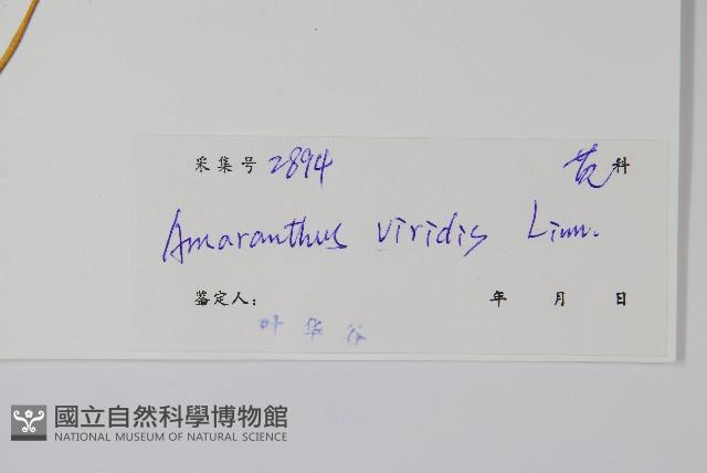 野莧菜藏品圖，第2張