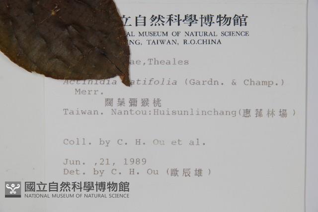 闊葉獼猴桃藏品圖，第2張