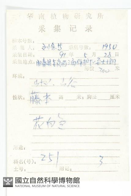 繖花菜欒藤藏品圖，第2張