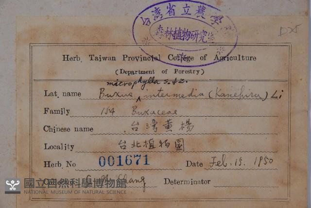 臺灣黃楊藏品圖，第2張