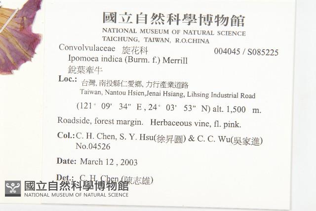 銳葉牽牛藏品圖，第2張
