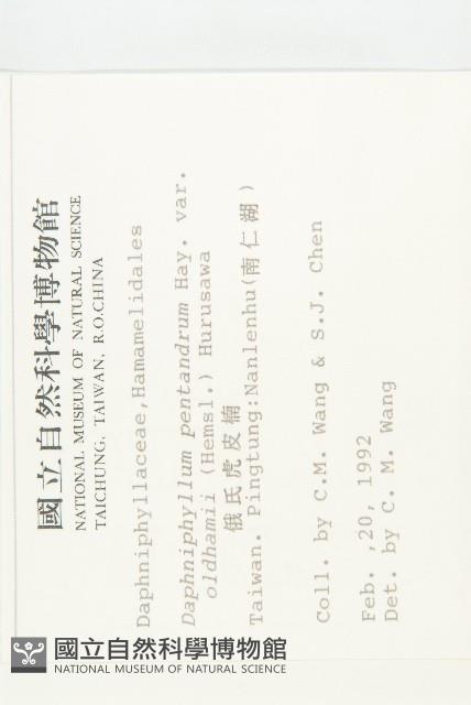 俄氏虎皮楠藏品圖，第2張