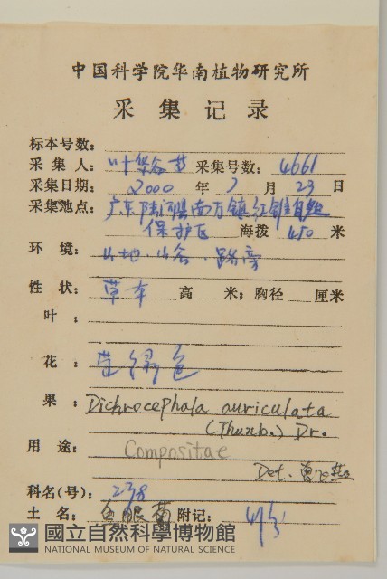 魚眼菊藏品圖，第2張