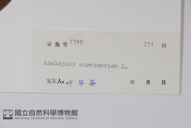 尖尾鳳、馬利筋藏品圖，第2張