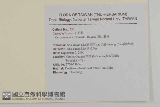 玉山卷耳藏品圖，第2張