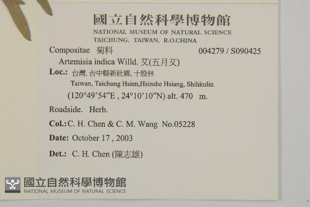 野艾蒿藏品圖，第2張