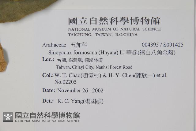 華參、裡白八角金盤藏品圖，第2張