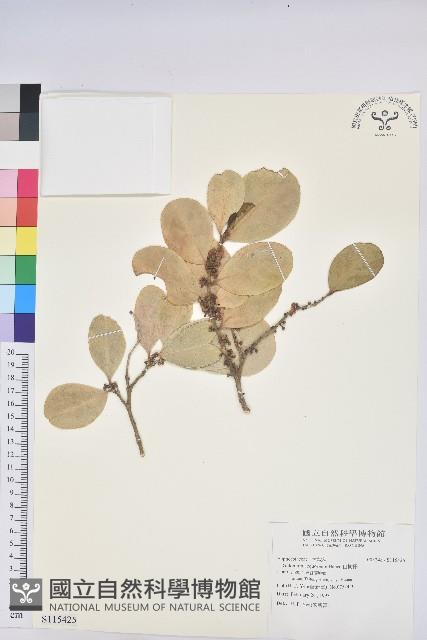 白樹仔藏品圖，第1張