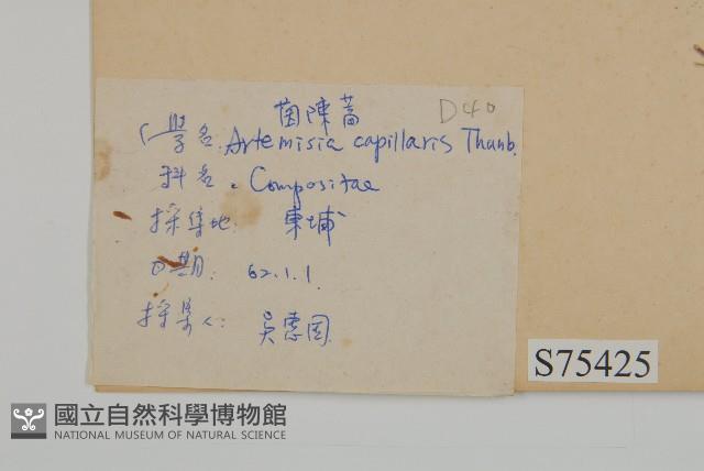 茵蔯蒿藏品圖，第2張