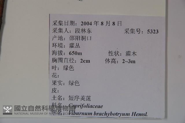 短序莢迷藏品圖，第2張