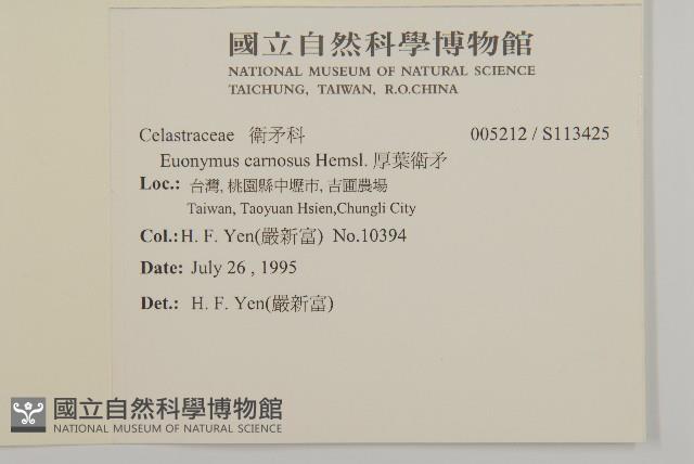 厚葉衛矛, 源一木藏品圖，第2張