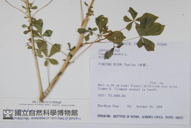 白花菜藏品圖，第2張