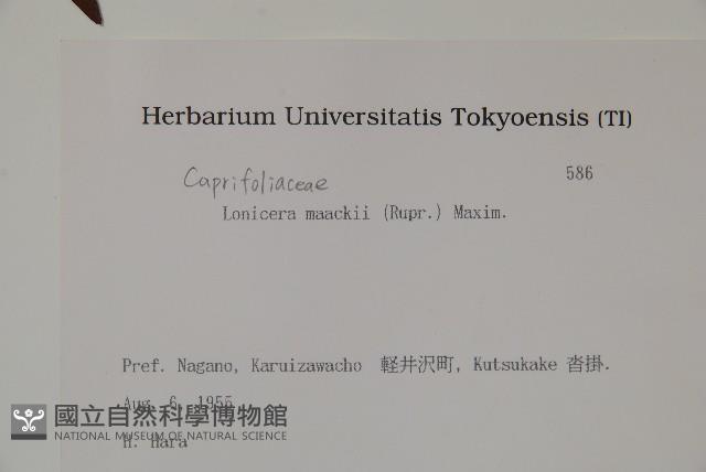 金銀忍冬藏品圖，第2張