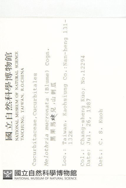黑果馬交兒藏品圖，第2張