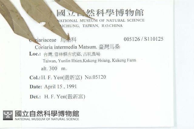 臺灣馬桑藏品圖，第2張