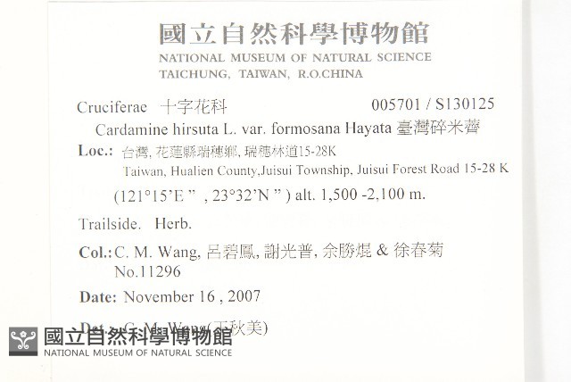 臺灣碎米薺藏品圖，第2張