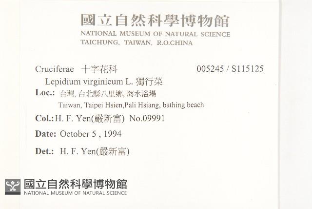 獨行菜藏品圖，第2張