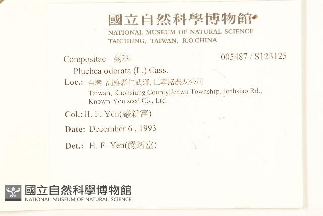 香闊苞菊藏品圖，第2張