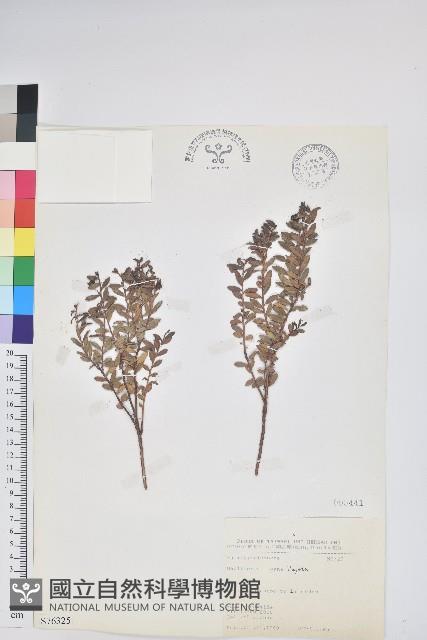 高山白珠樹藏品圖，第1張