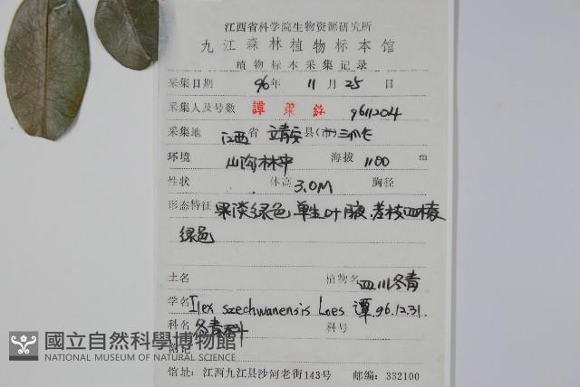 四川冬青藏品圖，第2張