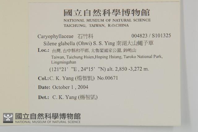 南湖大山蠅子草藏品圖，第2張