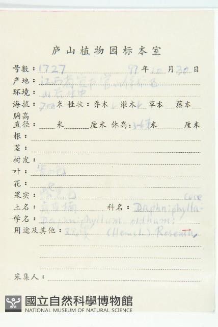 俄氏虎皮楠、蘭嶼虎皮楠、虎皮楠藏品圖，第2張