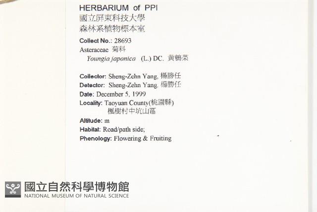 黃鵪菜藏品圖，第2張