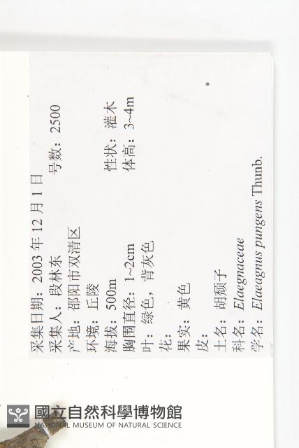 胡頹子藏品圖，第2張