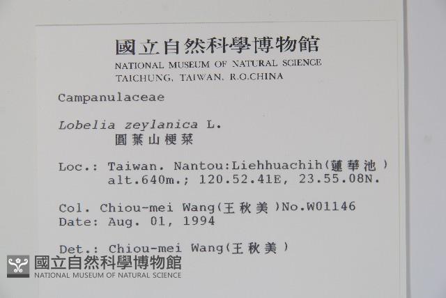 圓葉山梗菜藏品圖，第2張