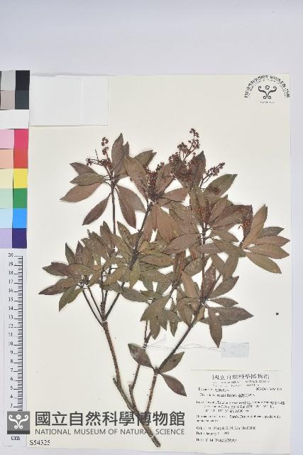 臺灣馬醉木藏品圖，第1張