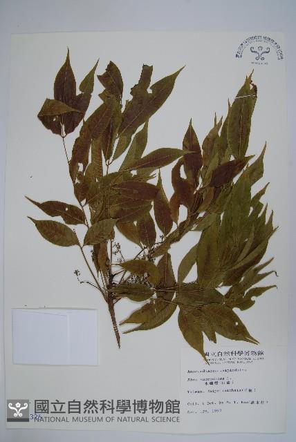 木蠟樹、山漆藏品圖，第1張