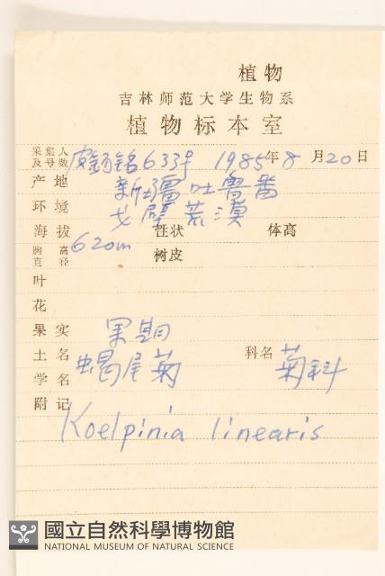 蝎尾菊藏品圖，第2張