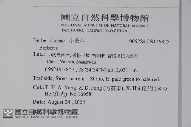 刺紅珠藏品圖，第2張