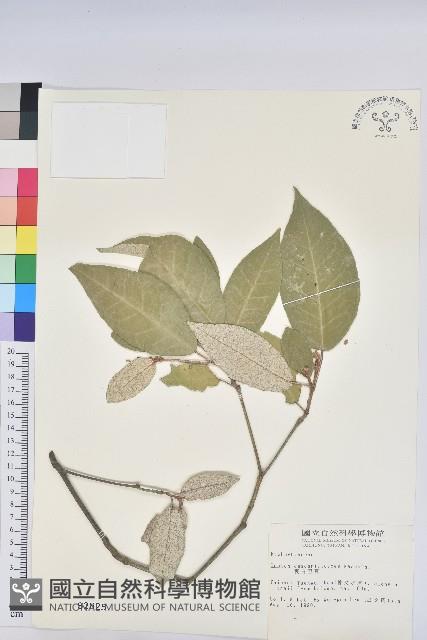 裡白巴豆藏品圖，第1張