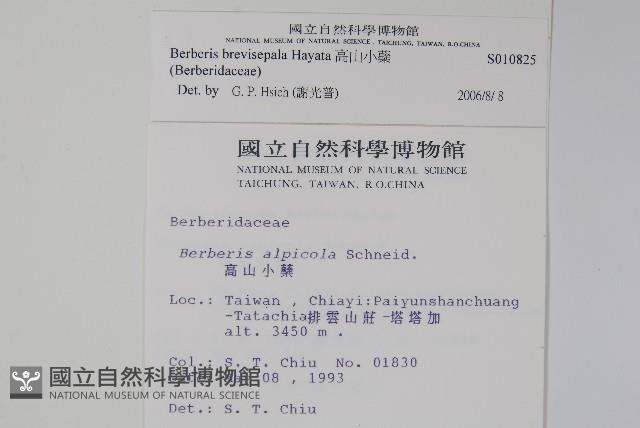 高山小蘗藏品圖，第2張