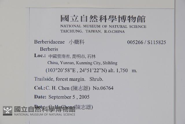 粉葉小檗藏品圖，第2張