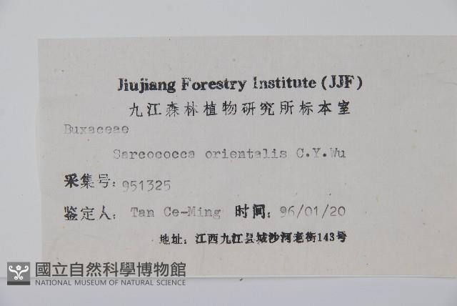 東方野扇花藏品圖，第2張