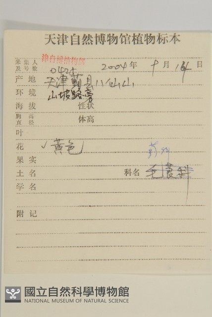 亞菊藏品圖，第2張