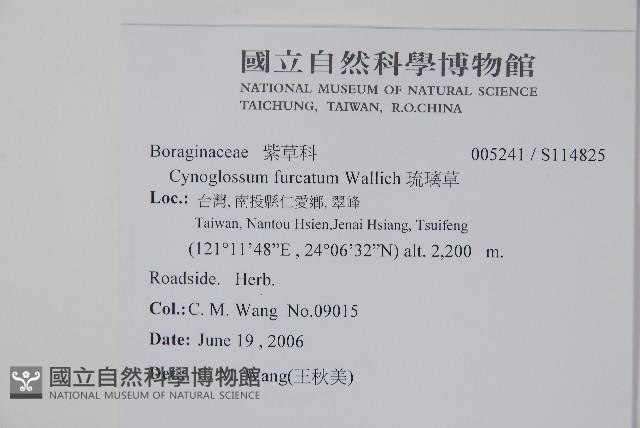 琉璃草藏品圖，第2張