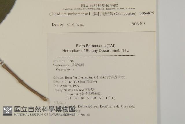 蘇利南野菊藏品圖，第2張