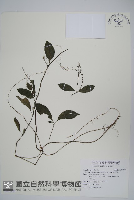 針刺草藏品圖，第1張