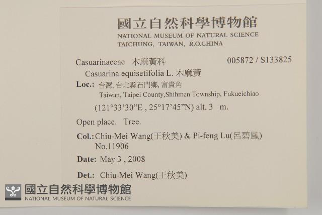 木麻黃藏品圖，第2張