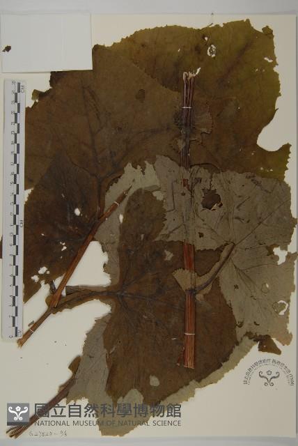 星葉兔兒傘藏品圖，第2張