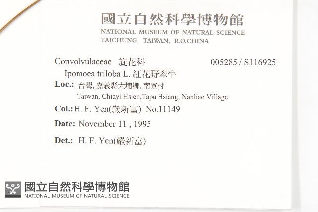 紅花野牽牛藏品圖，第2張