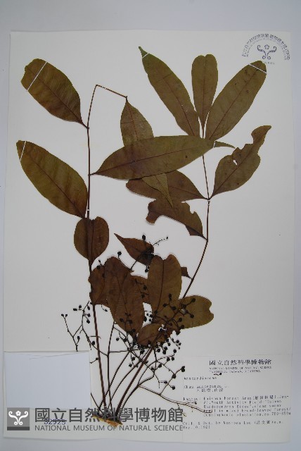木蠟樹、山漆藏品圖，第1張