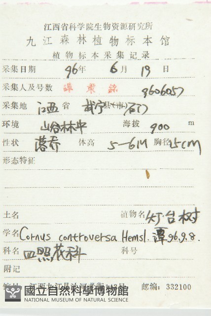 燈臺樹藏品圖，第2張