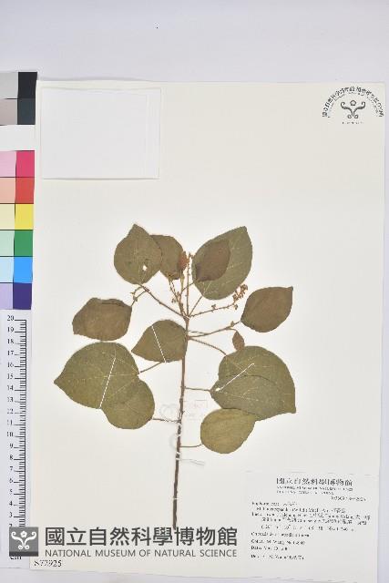 扛香藤藏品圖，第1張