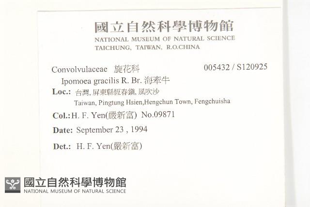 海牽牛藏品圖，第2張