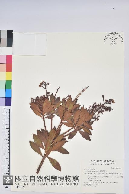 Formosa Pieris Collection Image